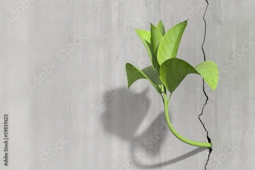 Little 3d plant growing on a concrete wall photo