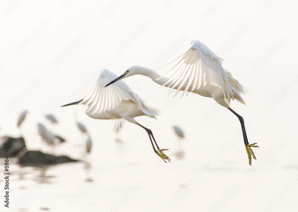 flying egrets flying egrets