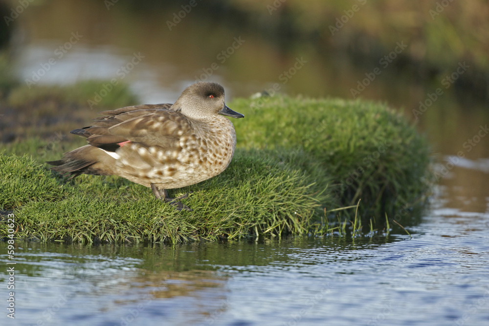 Fototapeta premium Patagonian crested duck or Grey duck, Lophonatta speculariodes