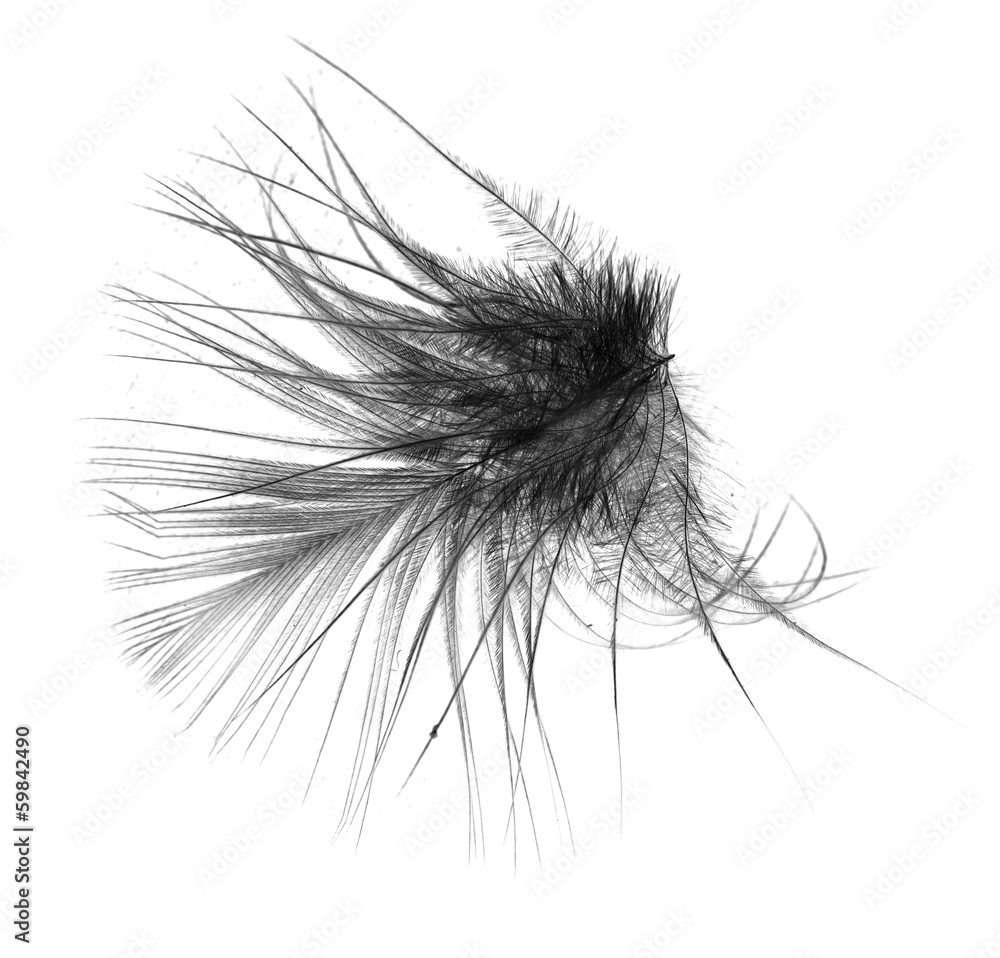 Obraz premium feather on white background