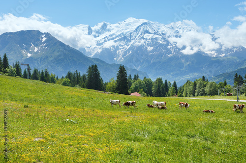 Herd cows on glade and Mont Blanc mountain massif (view from Pla