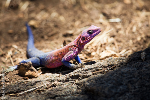 Colorful gecko in Africa