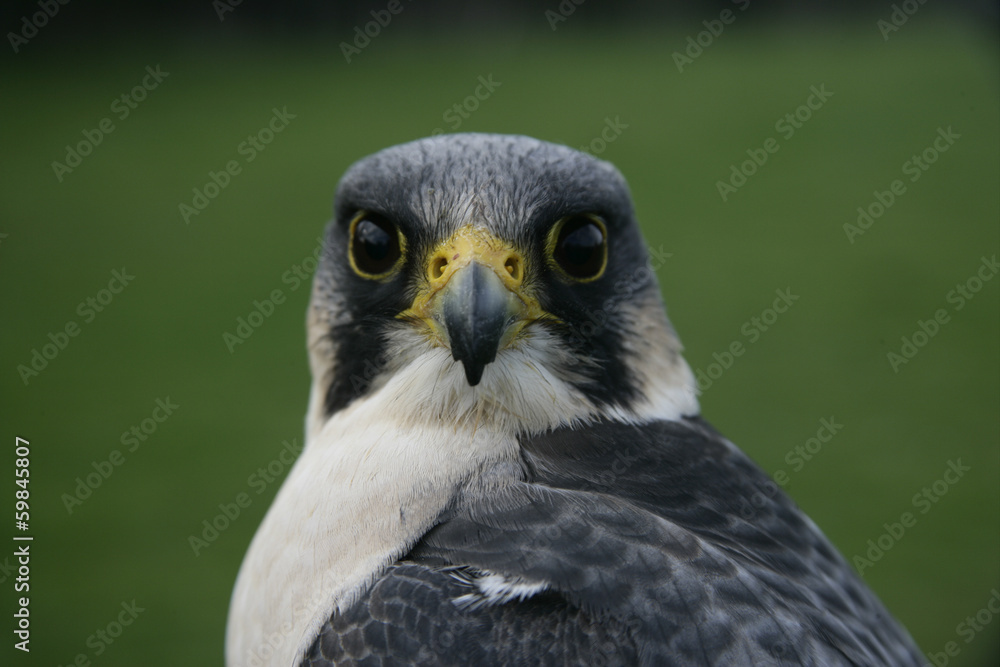 Peregrine, Falco peregrinus
