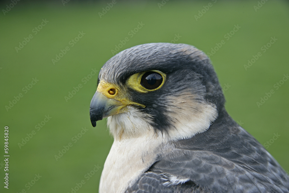 Peregrine, Falco peregrinus