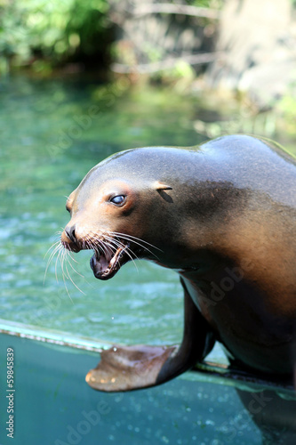 Roar of A Sea Lion
