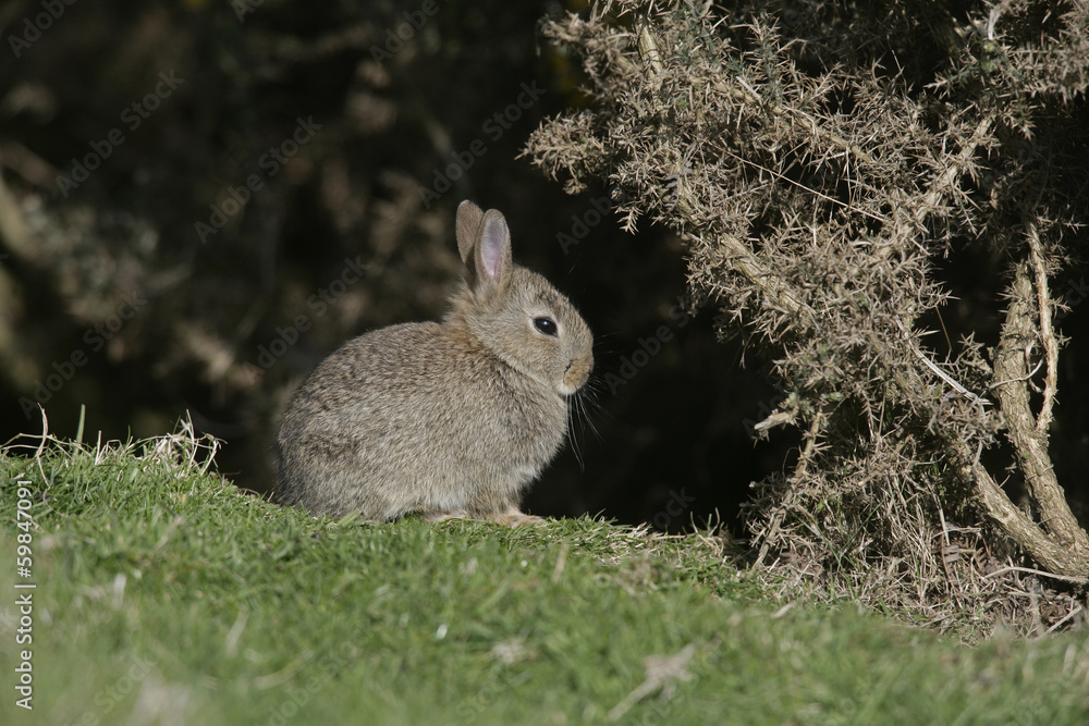 Fototapeta premium Rabbit, Oryctolagus cuniculus