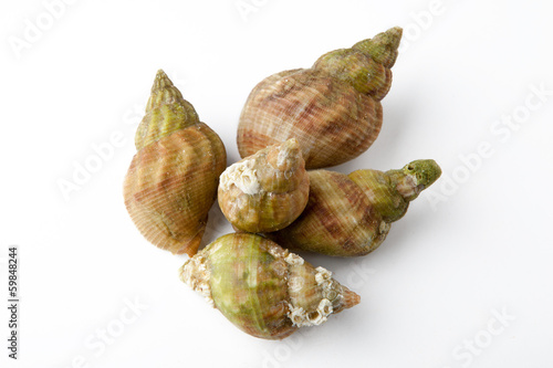 Fototapeta Naklejka Na Ścianę i Meble -  Bulots