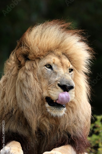 Fototapeta Naklejka Na Ścianę i Meble -  Male Lion Licking Lips