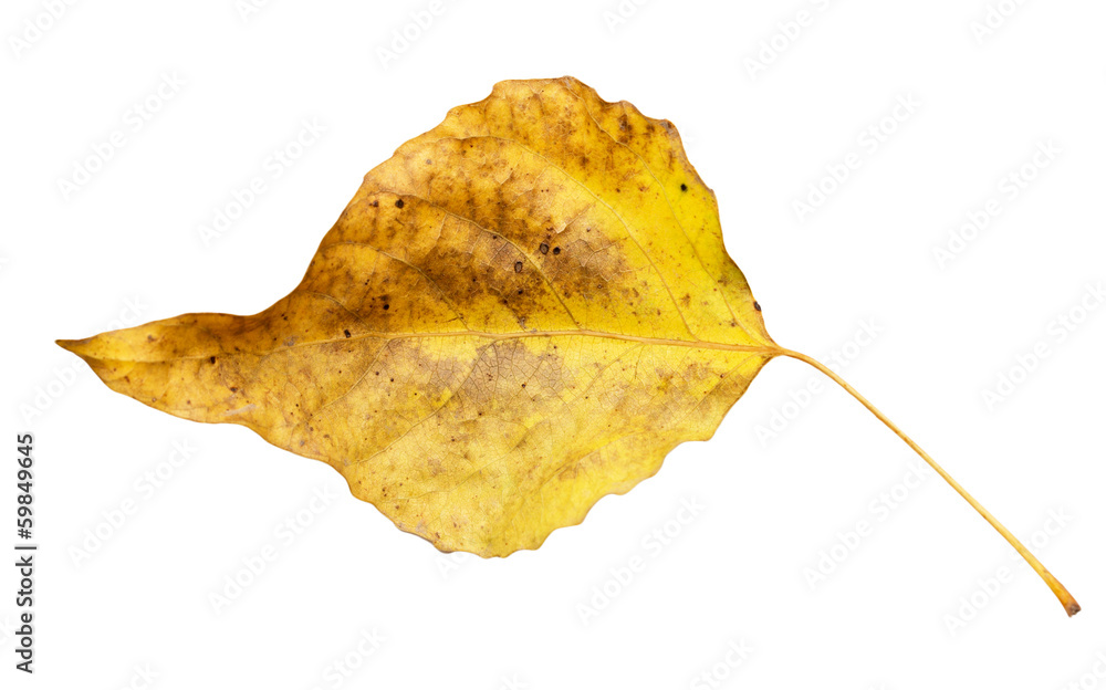 Naklejka premium autumn leaf on a white background