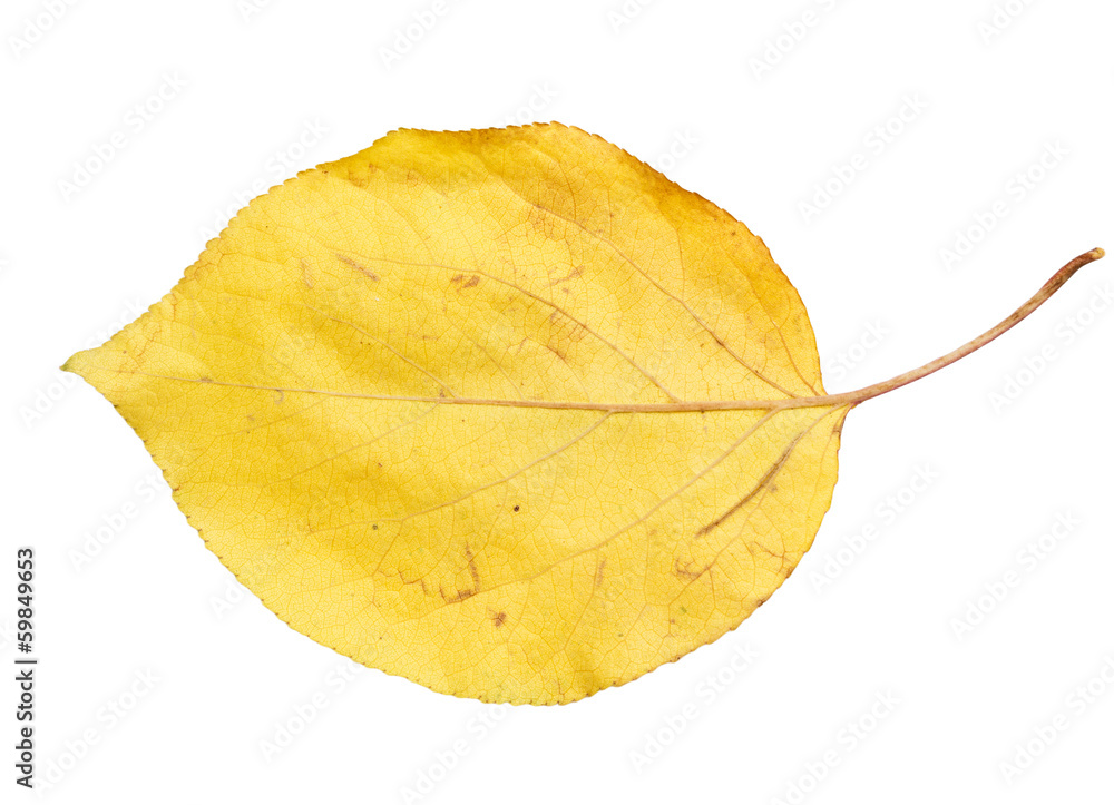 Naklejka premium autumn leaf on a white background