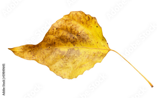 autumn leaf on a white background