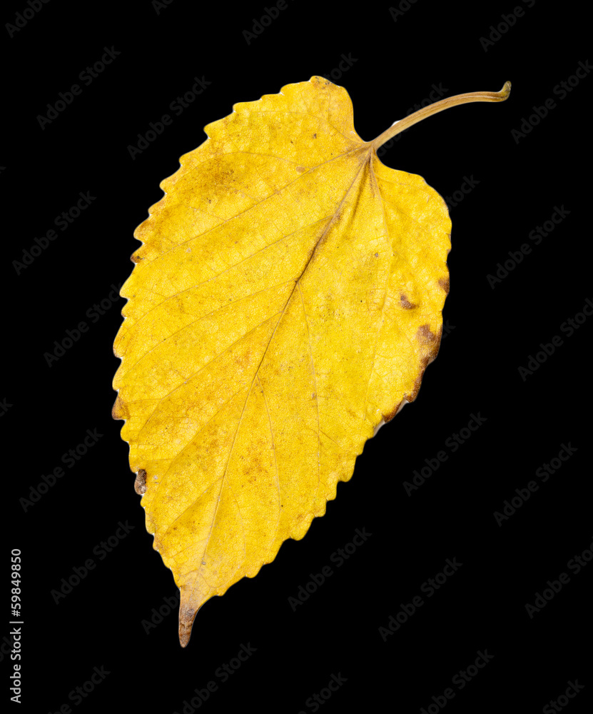 Naklejka premium autumn leaf on a black background
