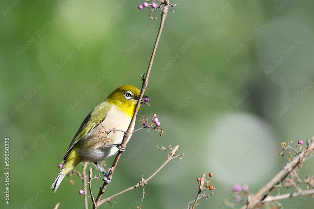 Fototapeta premium メジロの食事