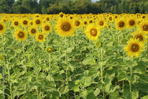 Fototapeta Naklejka Na Ścianę i Meble -  sunflower in the field