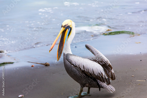 Pelican on Ballestas Islands,Peru South America in Paracas