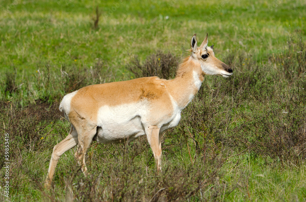 Pronghorn Antelope. Yellowstone National Park, USA Pronghorn Antelope. Yellowstone National Park, USA