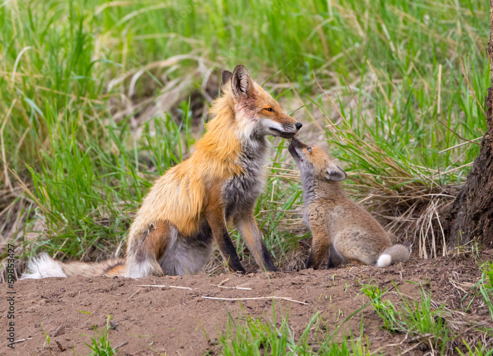 Fototapeta premium Red Fox Family - Yellowstone National Park