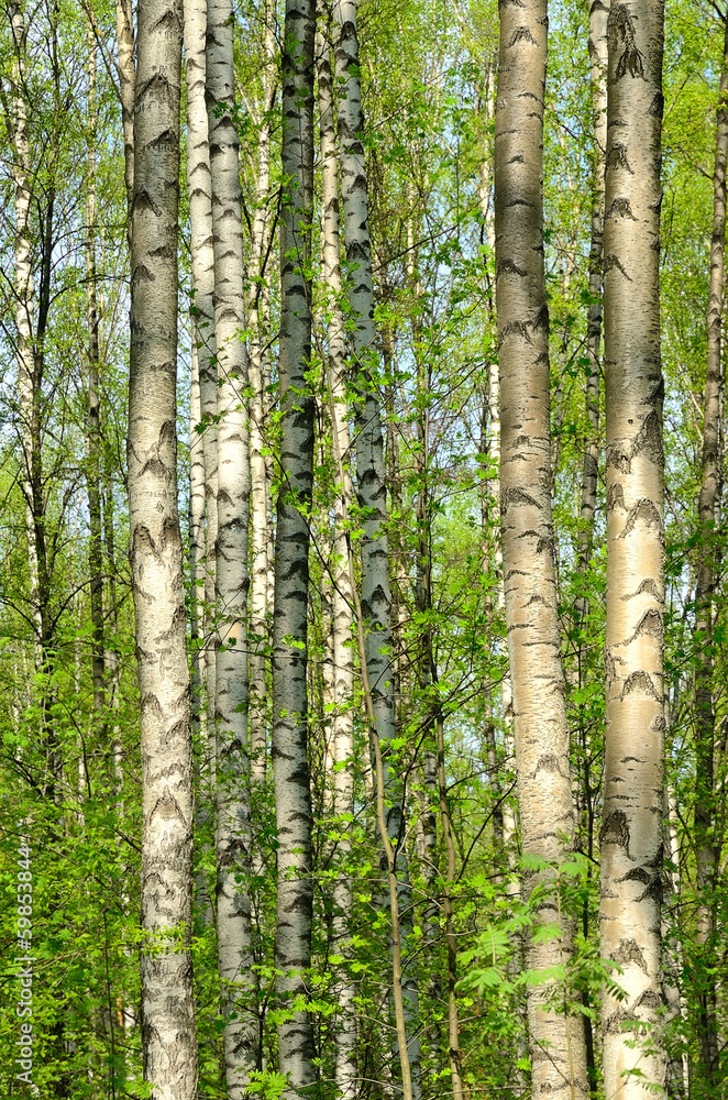 Birch wood in the spring Birch wood in the spring