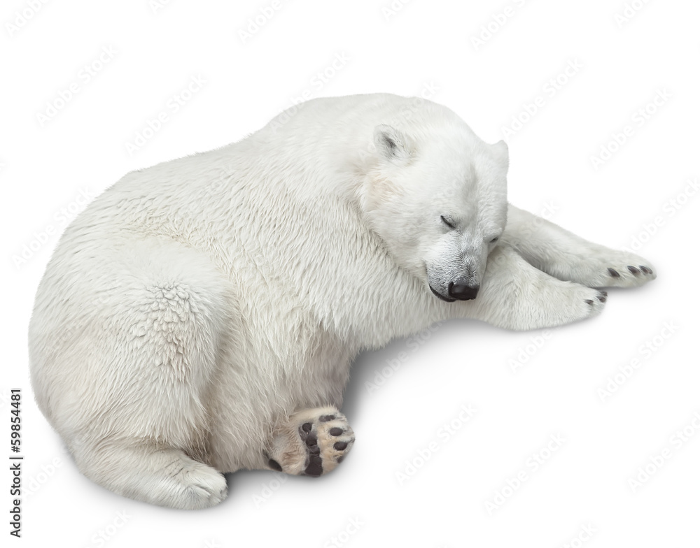 one polar bear one polar bear