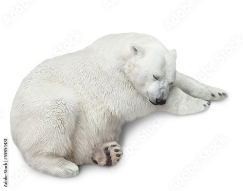 one polar bear © coffeemill