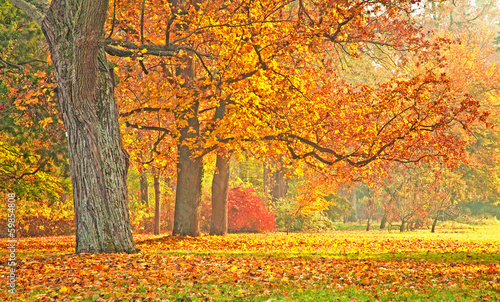Nice autumnal scene
