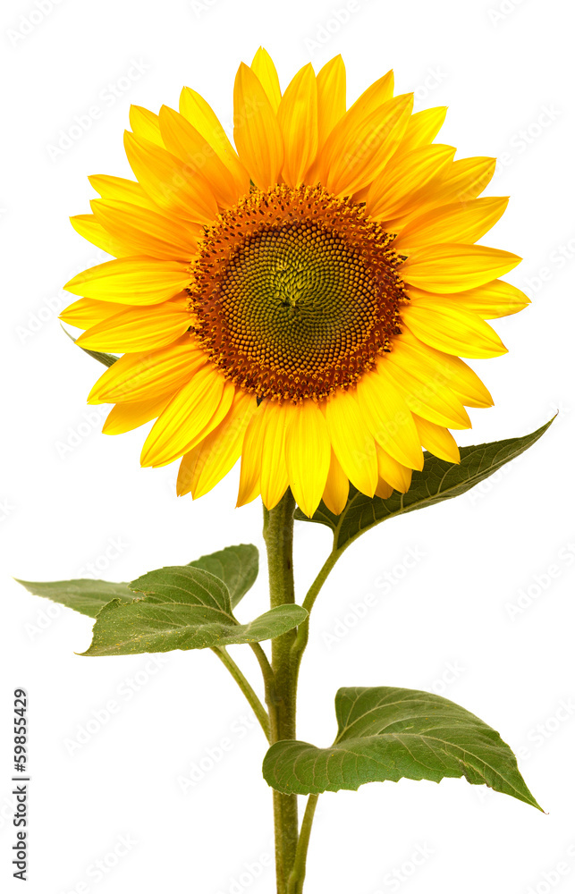 Naklejka premium Sunflower