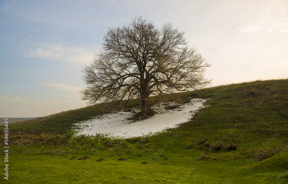 Lonely tree with snow at spring Lonely tree with snow at spring