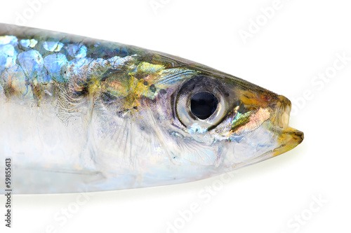 Sardine with clipping path photo