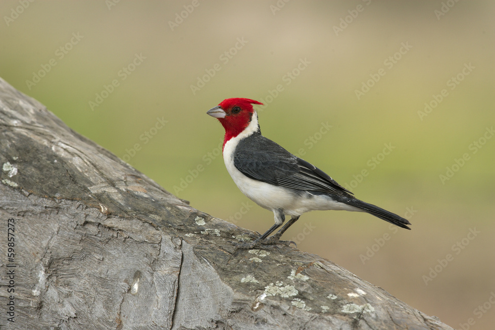 Red-crested cardinal, Paroaria coronata Red-crested cardinal, Paroaria coronata