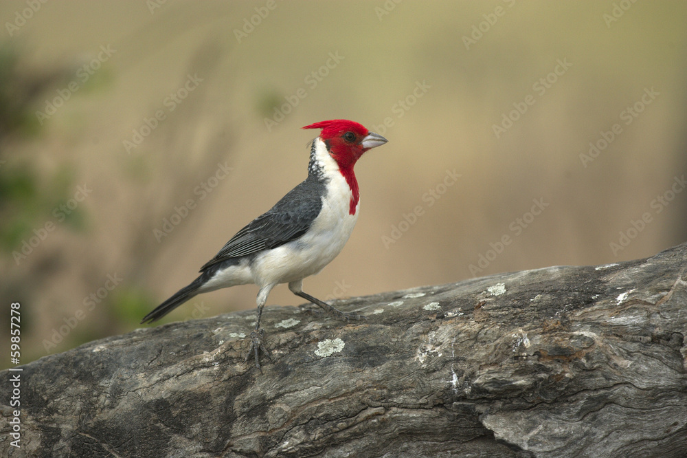Red-crested cardinal, Paroaria coronata Red-crested cardinal, Paroaria coronata