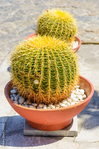 Two cactus in a clay pot in the air