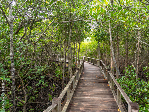 Pathway in the forest mangrove © ewapee