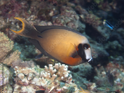 Black-spot surgeonfish