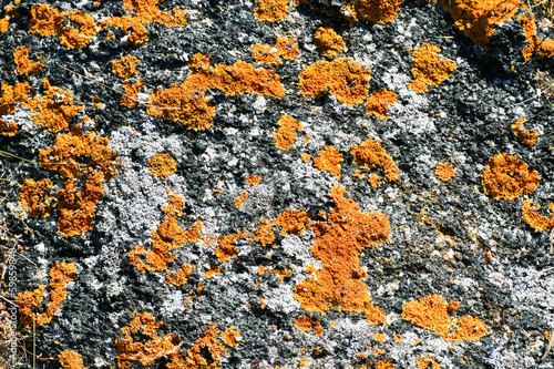 Lichen