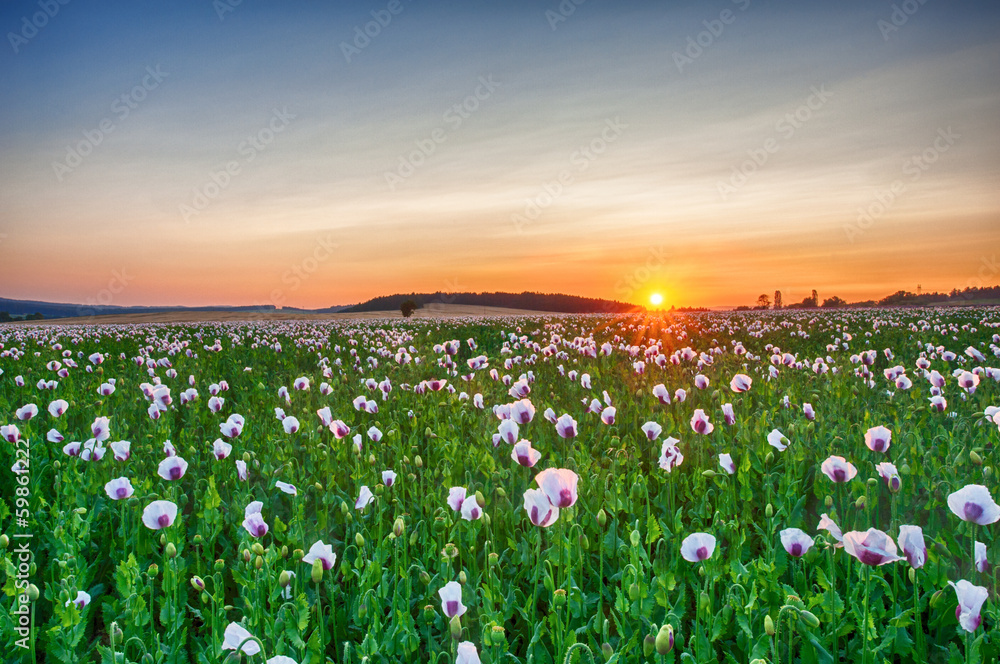 Sunset over poppy field
