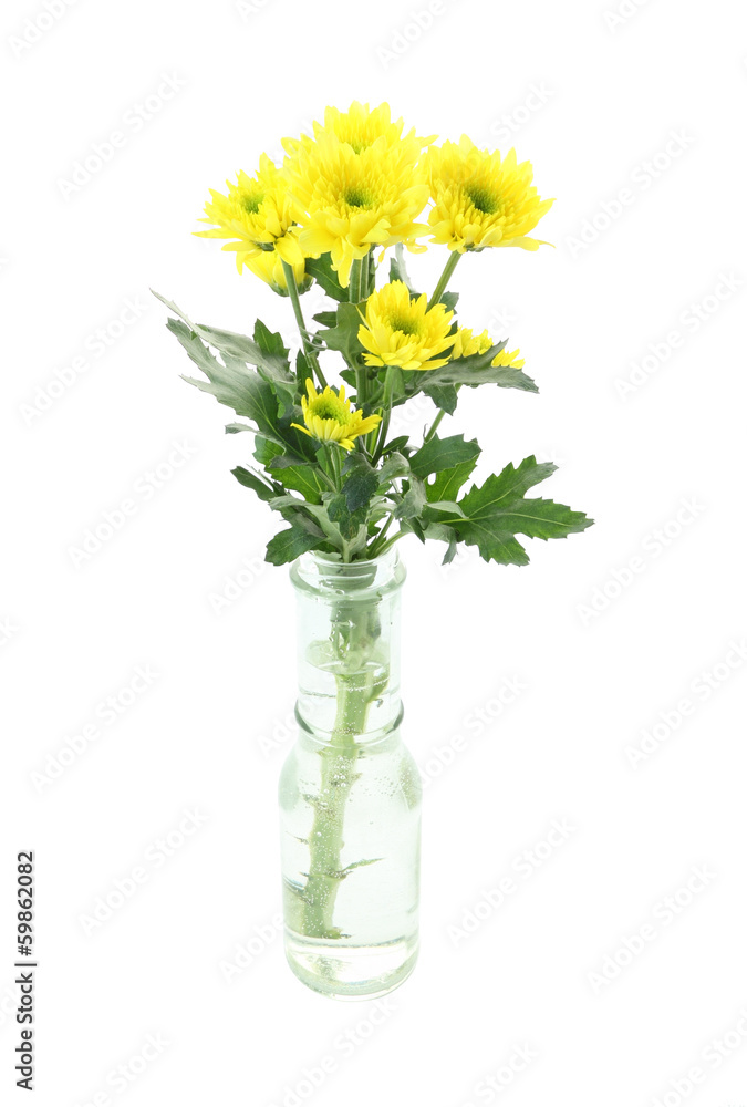 Yellow chrysanthemum flower in bottle of water. Yellow chrysanthemum flower in bottle of water.