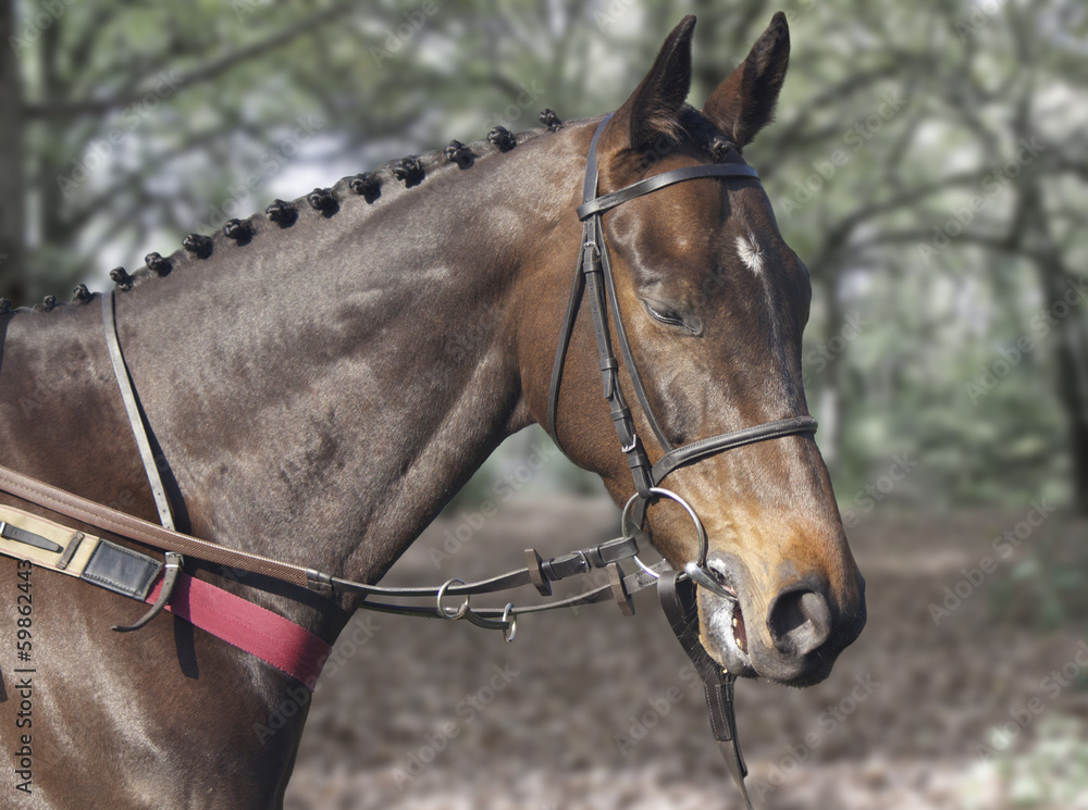 Obraz premium Horse