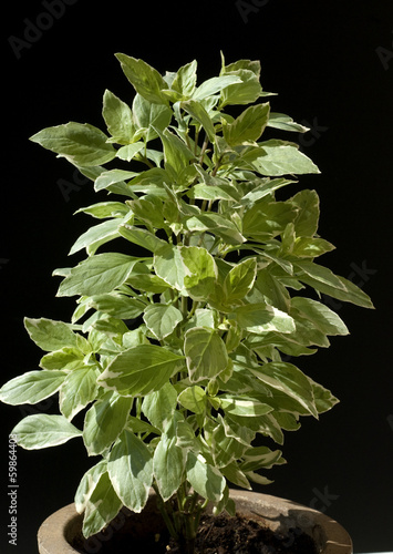 Basilikum, Ocimum, basilicum, photo