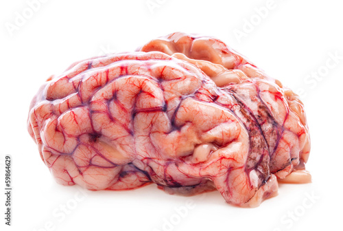 The sheep's brain isolated on white background