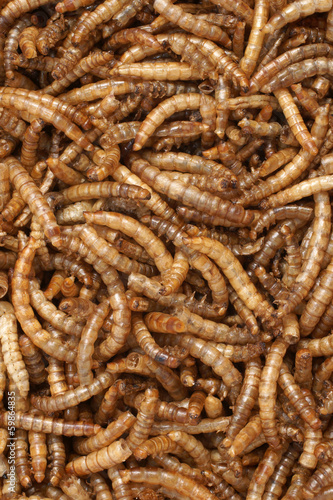 Meal Worms a popular food for birds and fish bait © David Pimborough