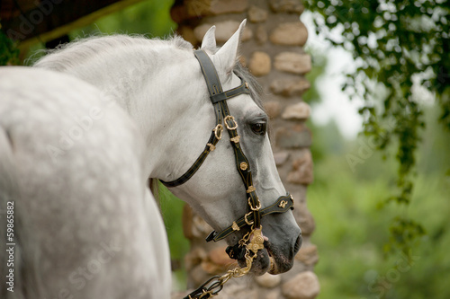 andalsian stallion