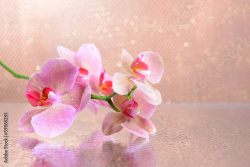 Beautiful blooming orchid on light color background
