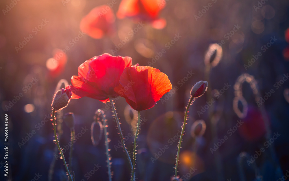 Naklejka premium Makowi kwiaty na łące przy zmierzchem