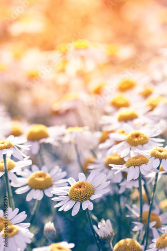 Fototapeta Naklejka Na Ścianę i Meble -  Meadow with beautiful wild daisy flowers