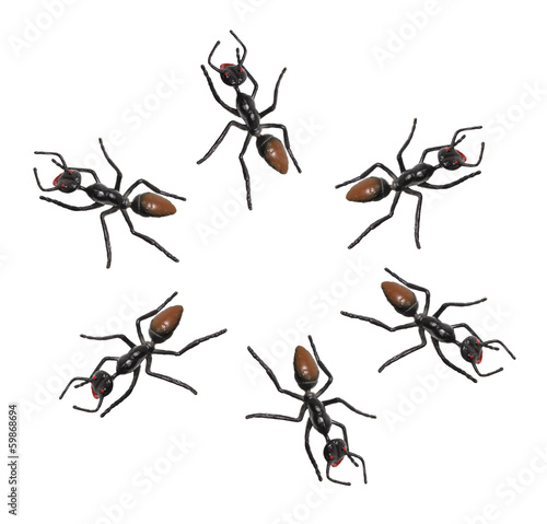 Toy Ants