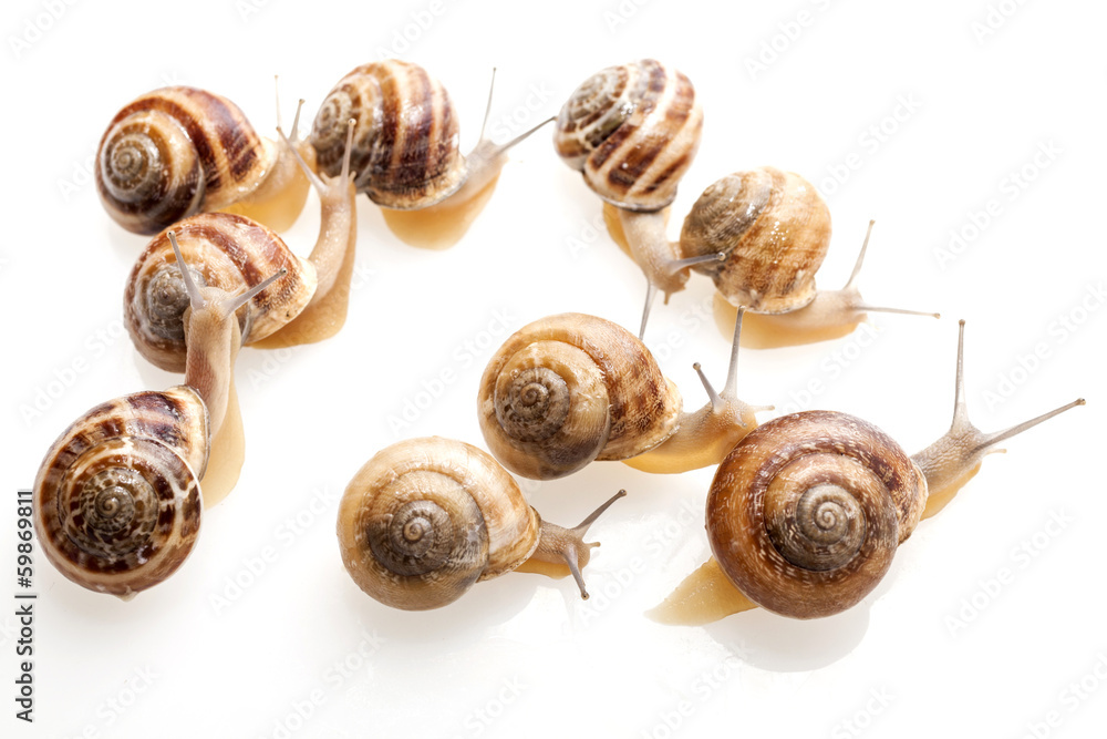 Snails Snails