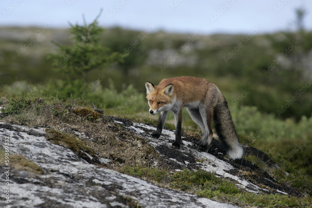 Fototapeta premium Red fox, Vulpes vulpes