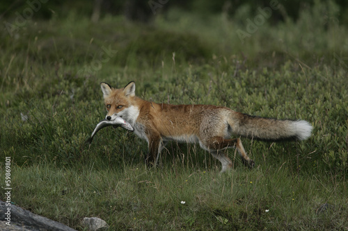Fototapeta Naklejka Na Ścianę i Meble -  Red fox, Vulpes vulpes