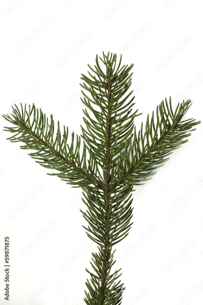 Fichtenzweig, Picea; abies; Rottanne; Fichtenzweig, Picea; abies; Rottanne;