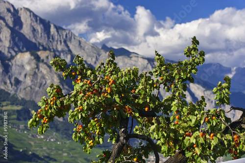 Aprikosenbaum im Schweizer Wallis photo